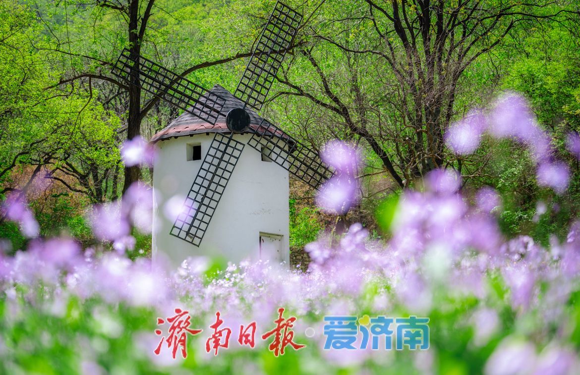 治愈系风景！在红叶谷欧洲风情谷，看漫山紫花如浪