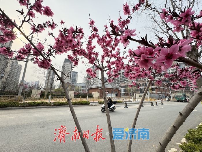 一年四季 泉在济南｜桃花映长街 春意满泉城