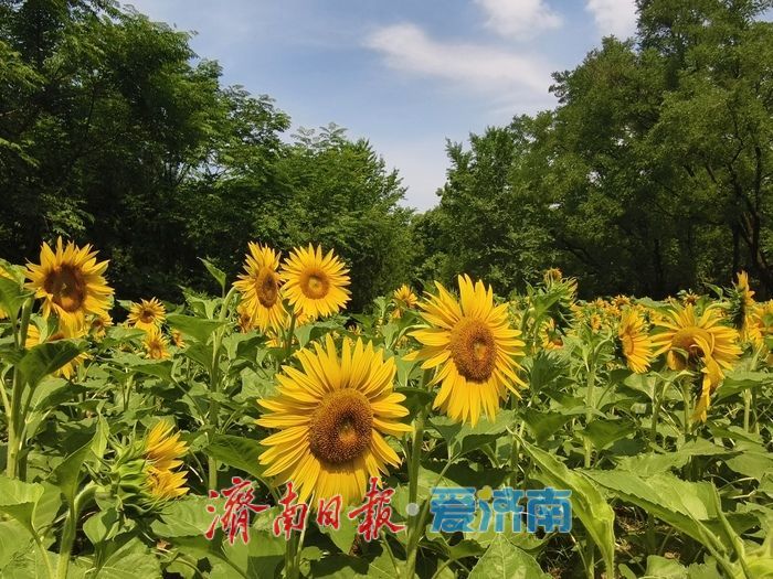 千佛山新增两处花海