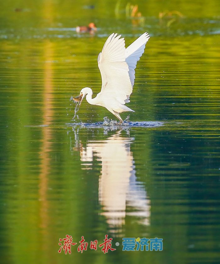 十年“打鸟”记录完整生态改善链条 济南生态向好引鸟类“安家”