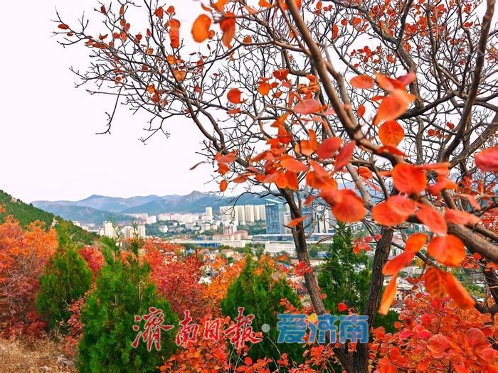 红绿交错平分秋色 济南蝎子山“鸳鸯火锅”景如画
