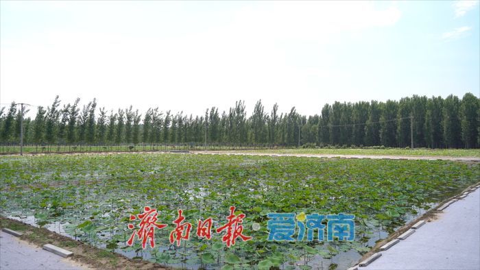 曾搭卫星游太空 今朝安家黄河边 遥墙街道千亩“水果莲”下月采收