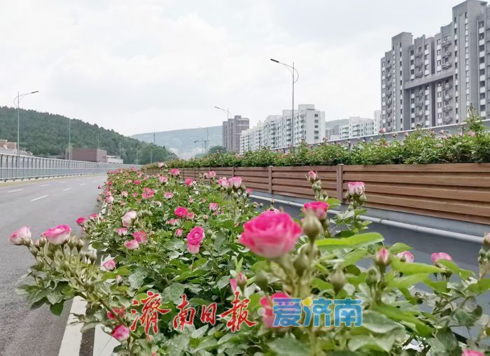 一年四季 泉在济南丨一路繁花，这条月季“花路”惹人爱