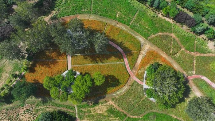 硫华菊、百日草、向日葵，济南植物园初秋花海已“上线”