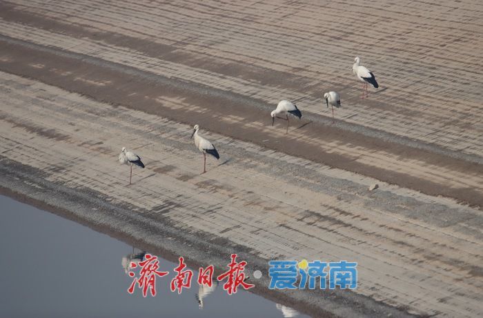 摸清生物多样性“家底”，1581种生物物种“安家”商河