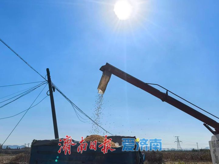 趁天晴抢收粮 人机协动颗粒归仓