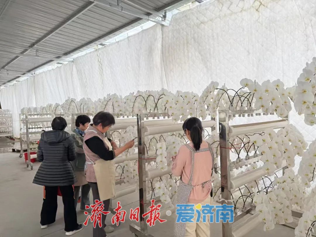 每年出口约60万支鲜切花，商河鲜花香飘海外