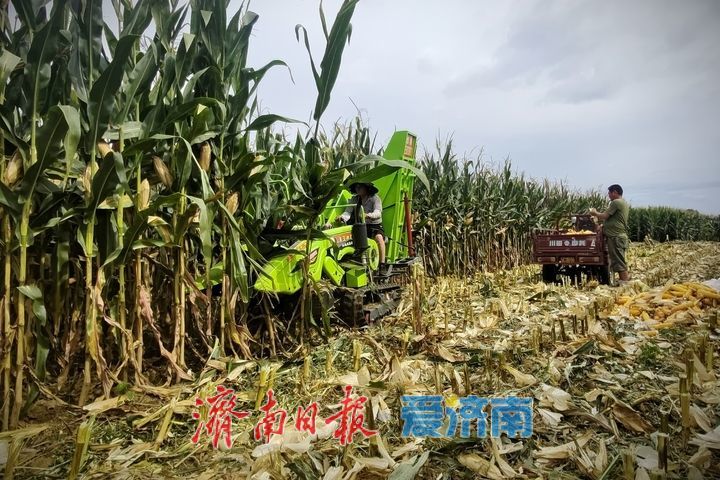 玉米抢收正当时 济南田间处处丰收忙