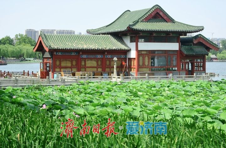 一年四季 泉在济南丨荷红叶绿满城香，大明湖首批荷花盛夏绽放