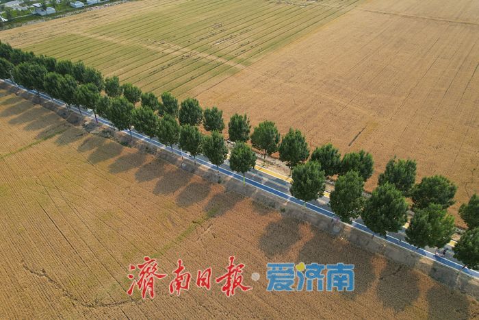 一年四季 泉在济南丨麦浪翻金迎端午