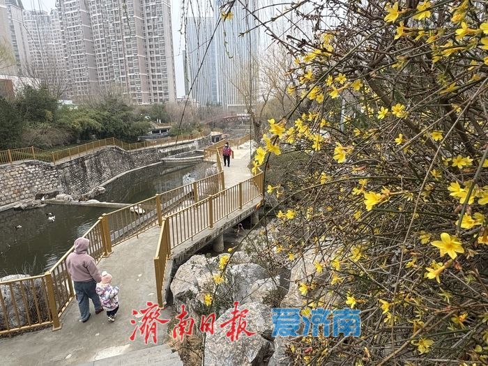 洪山溪公园迎春花开春意浓