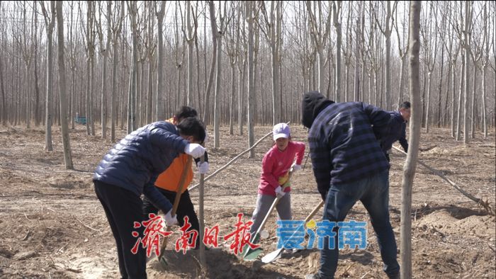 济南市开展校友林植树活动