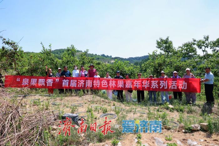 一年四季 泉在济南丨樱桃退场，甜蜜不散场！“泉果飘香”迎来“盛夏的果实”