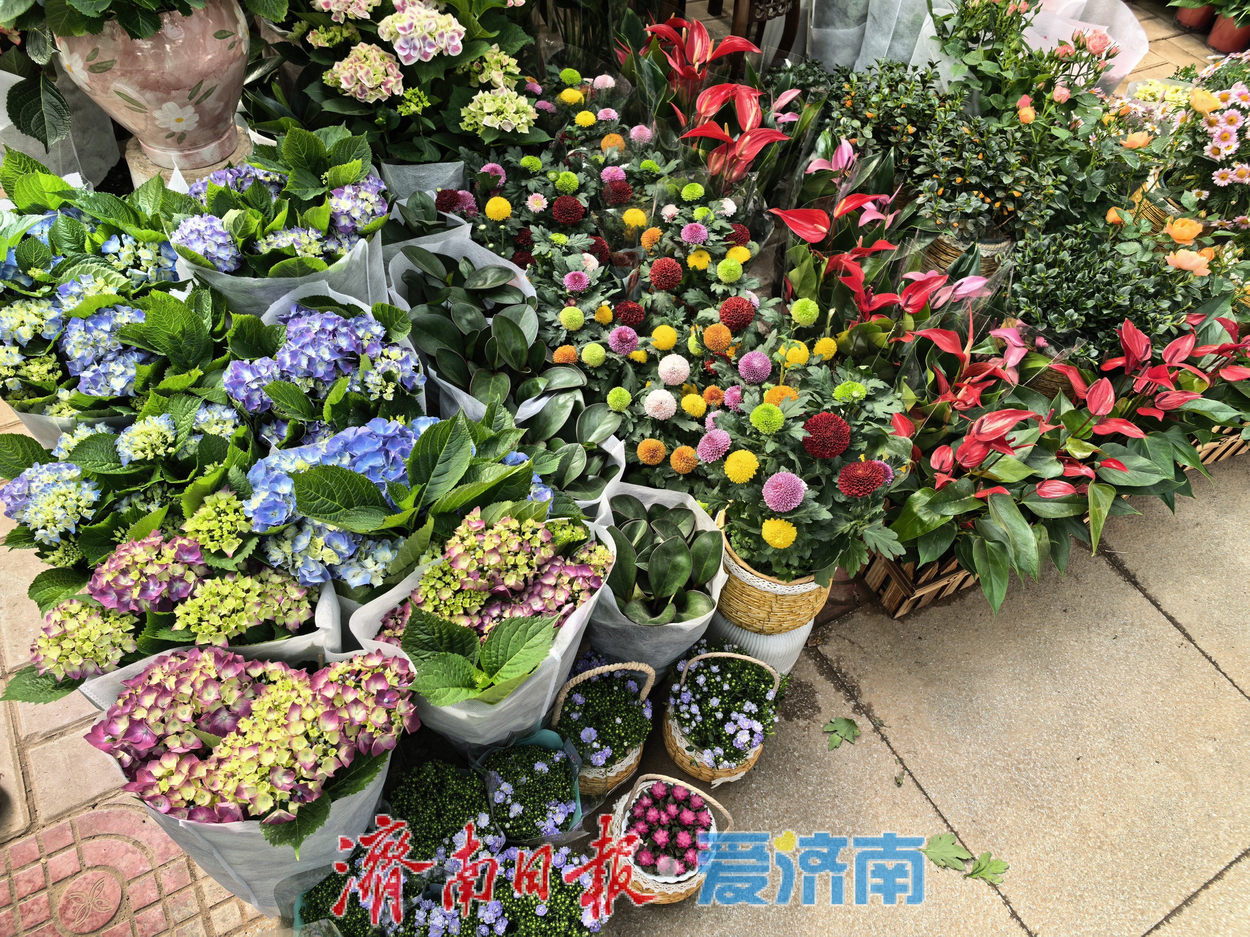 花香满溢迎“五一”，济南花鸟鱼市场掀起购花热潮