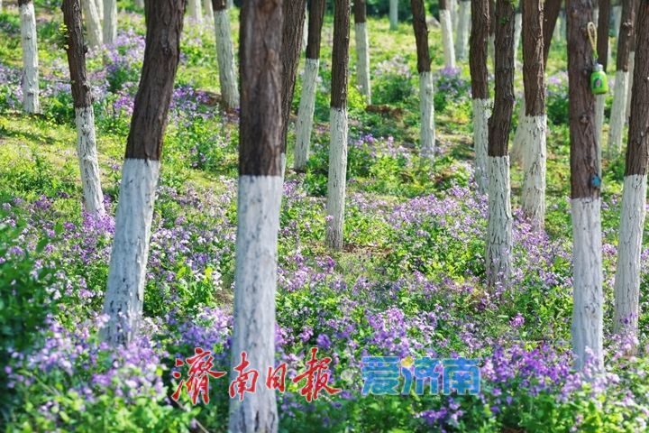 紫韵漫坡春意浓 二月兰盛放迎客