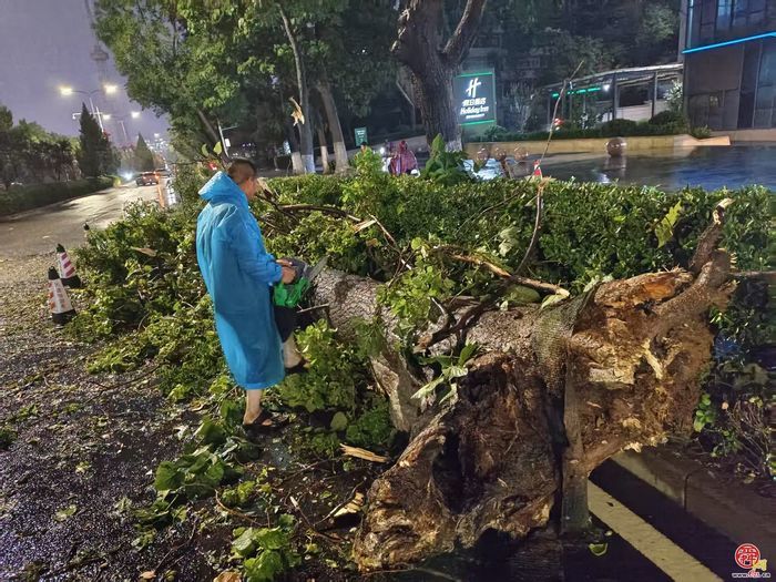 疾风骤雨来袭，济南园林绿化部门火速清障保通行