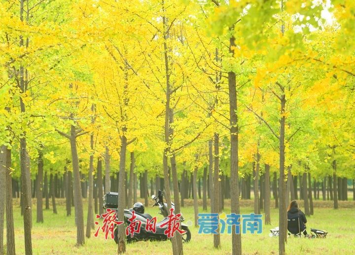 一年四季 泉在济南丨低温来袭“含金量”渐高，济南黄河畔“银杏长廊”将迎来最佳观赏期
