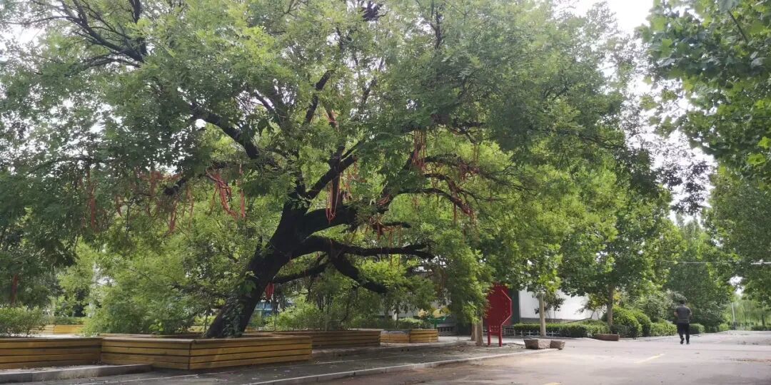 城市因园林更美好 生活因园林更幸福——2025年济南市园林和林业绿化局高质量成果展