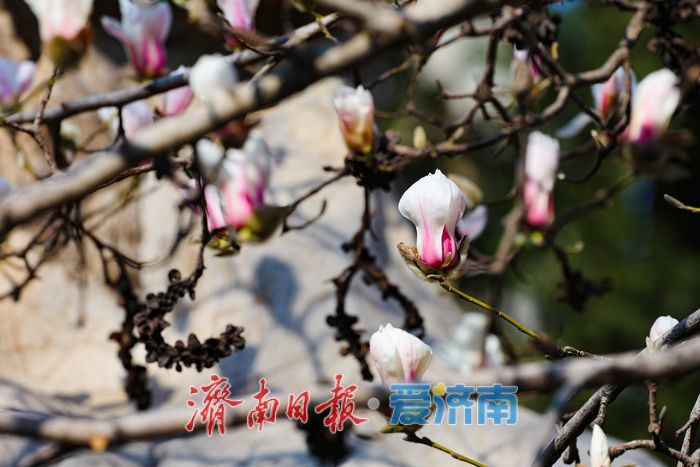 一年四季 泉在济南丨玉兰初绽报春归 百花公园奏响春日序曲