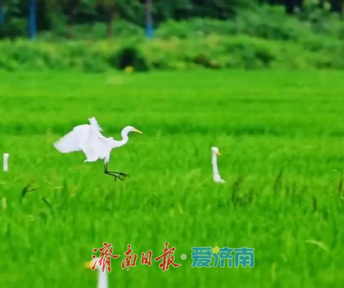 荷花路街道40亩稻田变身“画布”