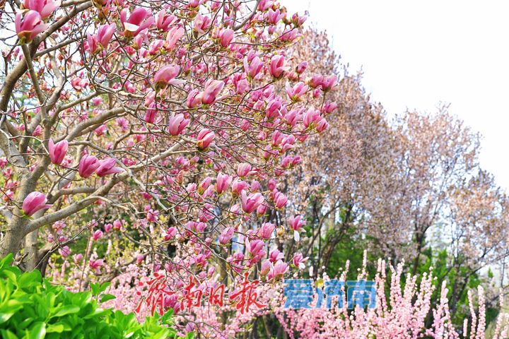 一年四季 泉在济南丨街头繁花盛放 尽赏春日好风光