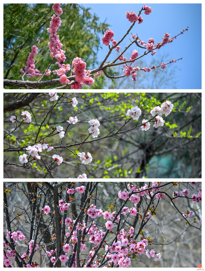 春风入寨花正好，石崮寨春日踏青漂流一站式打卡