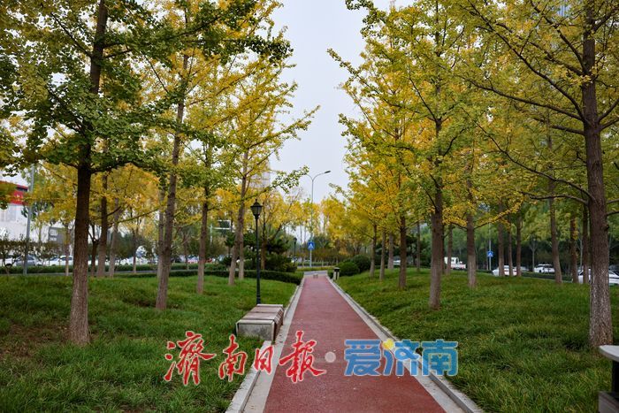 一年四季 泉在济南丨济南世纪大道银杏迎最佳观赏期 “黄金长廊”引客驻足