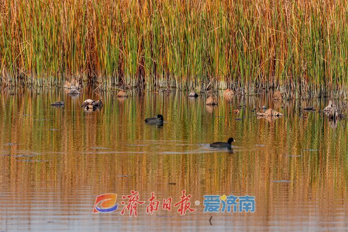 罕见！章丘白云湖首次迎来白化白骨顶