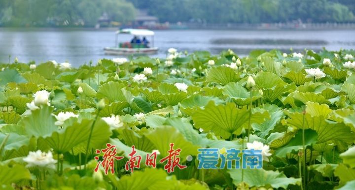 一年四季 泉在济南丨大明湖“白月光”上线 邂逅一池清雅