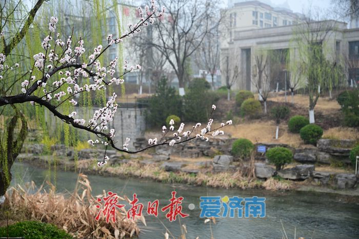 一年四季 泉在济南｜腊山河畔春来早 烟雨润得柳色新