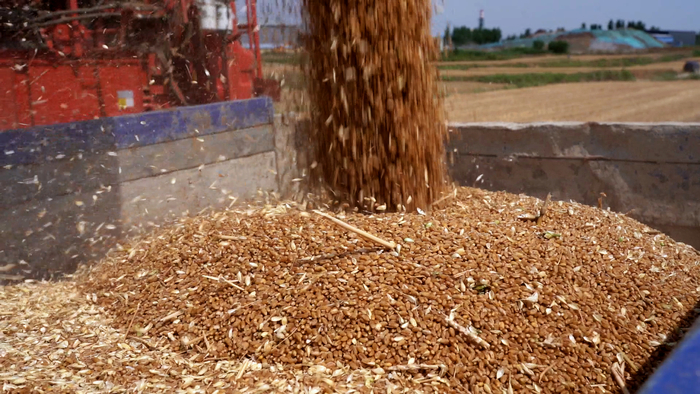 “丰”景正好！小麦开镰迎丰收