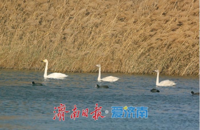 摸清生物多样性“家底”，1581种生物物种“安家”商河