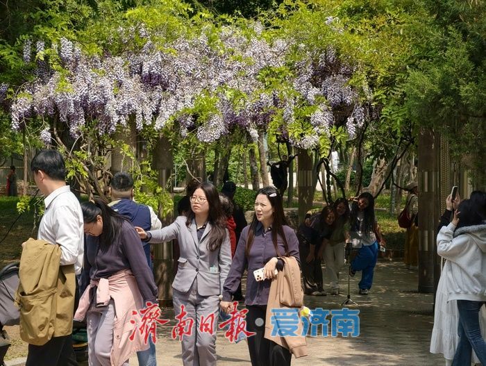 泉城紫藤花迎来最佳观赏期