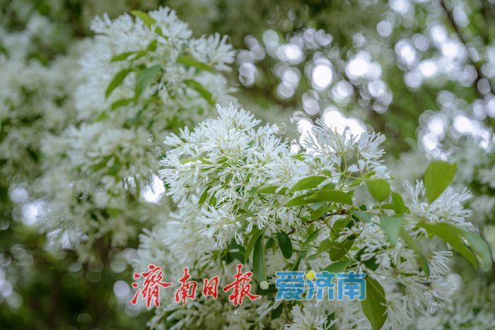 一年四季 泉在济南丨泉城春日 “调色盘” 上新！济南森林公园百花齐放，斑斓色彩扮靓天然氧吧