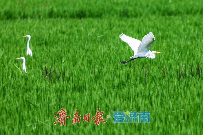 一年四季 泉在济南丨稻田与白鹭共绘乡村优美画卷