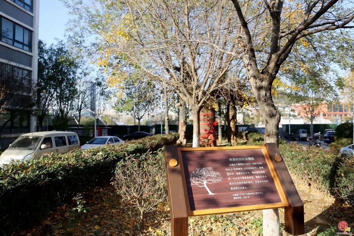 百年古槐焕新生，历下区再添两处古树园