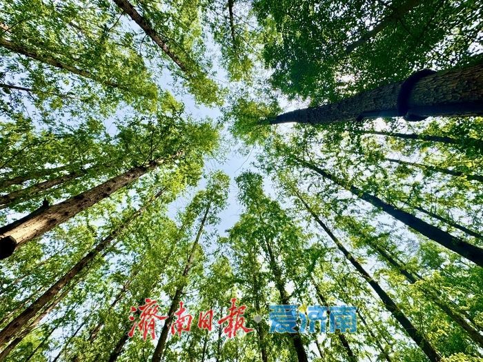 一年四季 泉在济南丨泉城公园水杉林 初夏演绎“绿野仙踪”