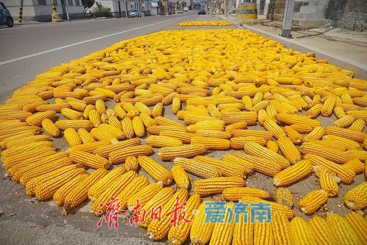 抢抓夏日好天光 晾晒作物保收成