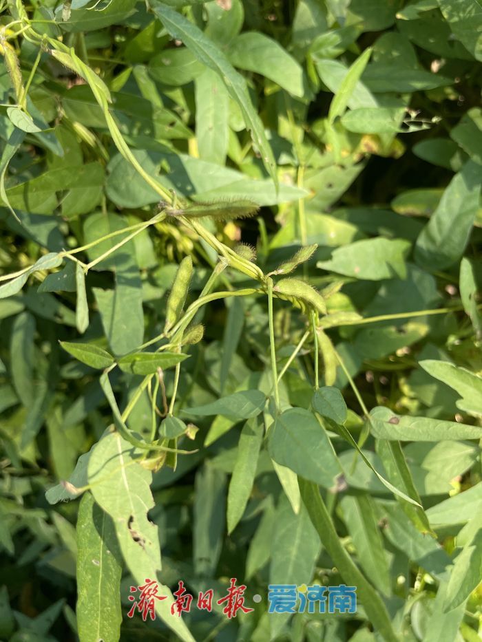 野大豆：育种专家青睐的国家二级保护野生植物