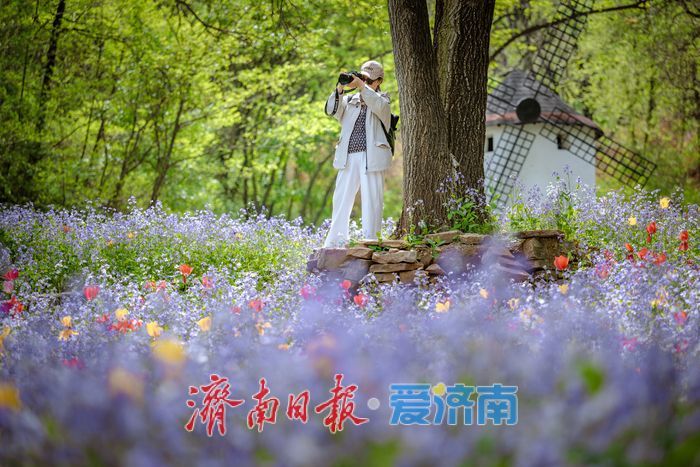 一年四季 泉在济南丨泉城春满山谷间！济南红叶谷郁金香与二月兰织就春日浪漫图景
