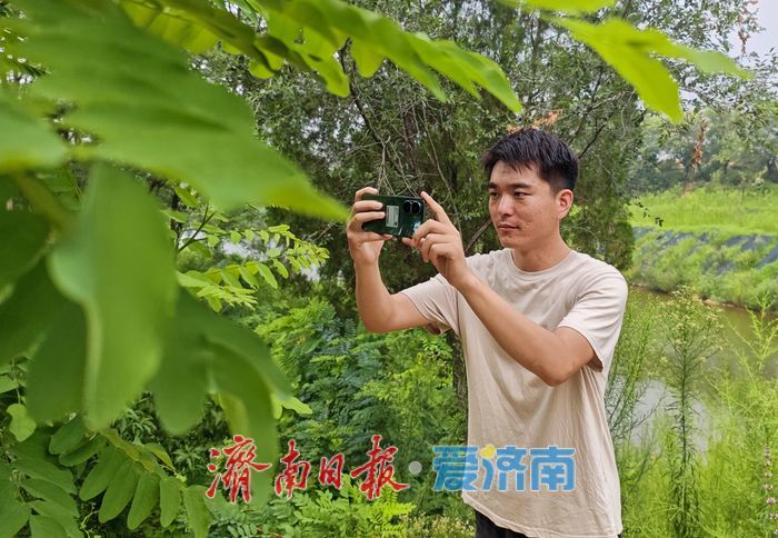 济南最大国有林场发现山东禾本科假稻属新记录种
