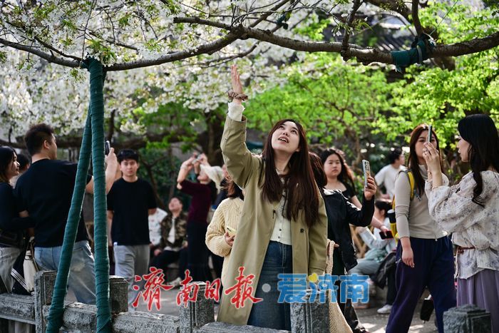 济南五龙潭樱花节迎盛花期 泉畔花海成春日顶流打卡地