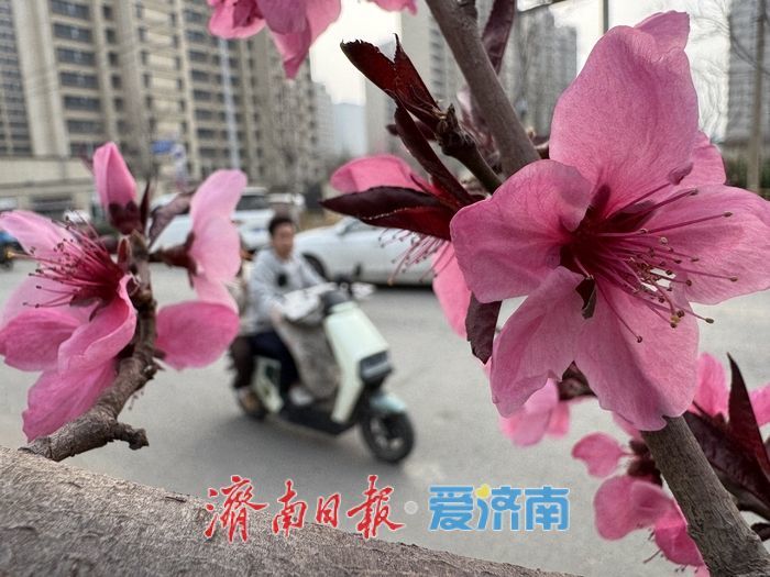 一年四季 泉在济南｜桃花映长街 春意满泉城