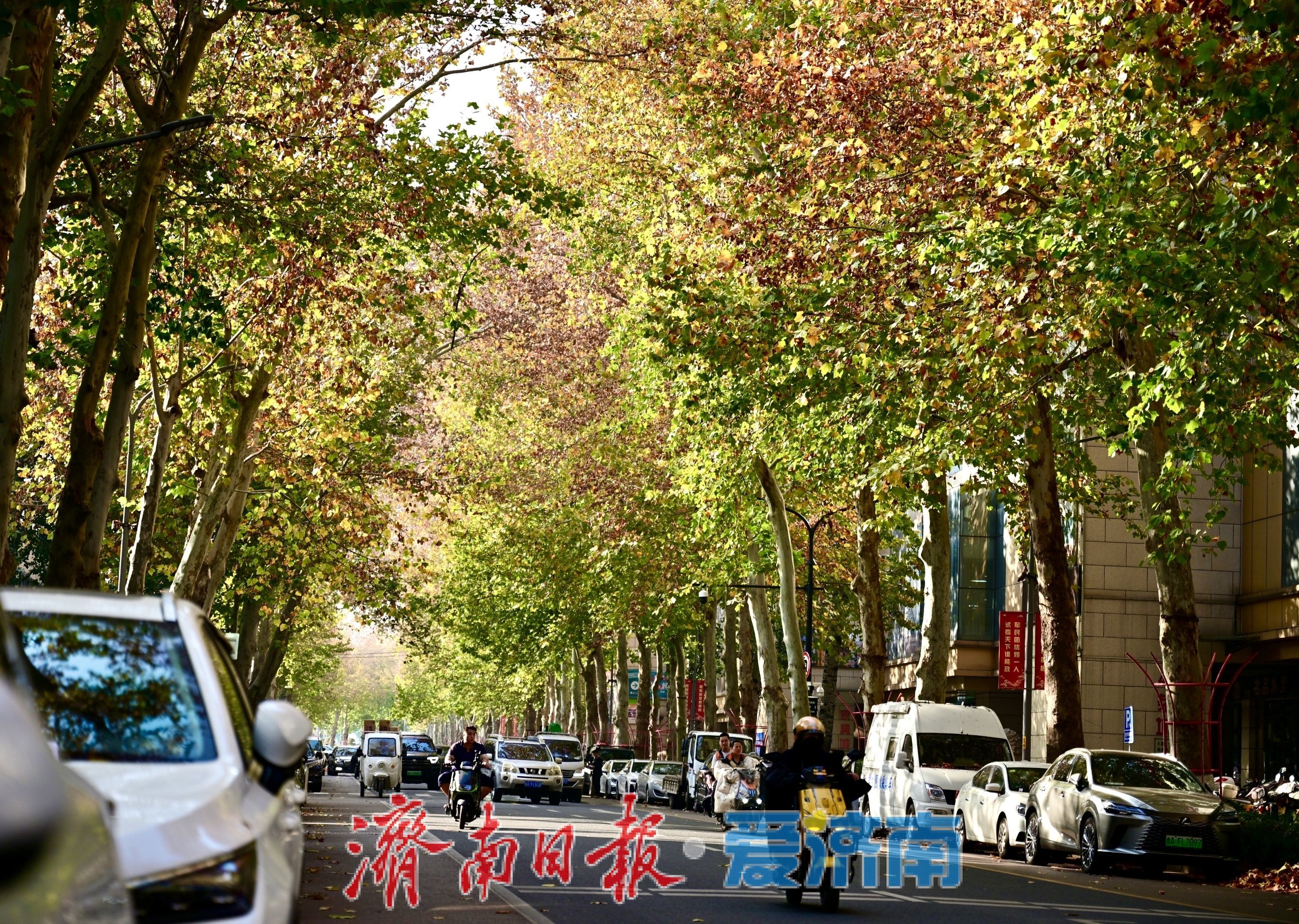 马鞍山路梧桐披“渐变彩裳”，秋末冬初诗意浓