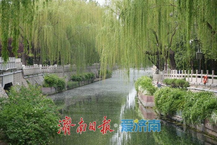 飞絮 “撒欢” 来袭，市民 “口罩” 接招