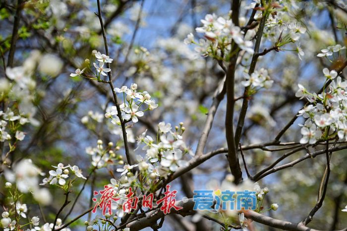 一年四季 泉在济南丨泉城春色浓 森林公园变身“春日调色盘”