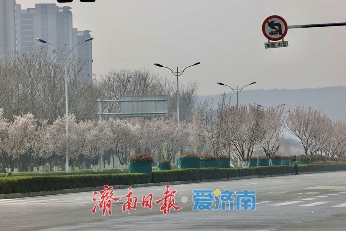 紫叶李盛放绘春景 腊山河西路添浪漫