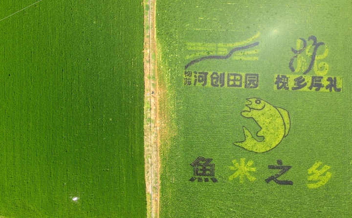 “稻田画”扮靓初秋泉城乡村