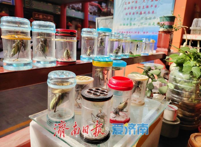 核桃配成对、葫芦待刻、虫鸣织网，济南英雄山脚下烟火气正腾腾