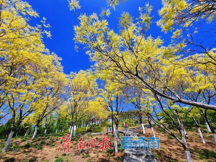 金枝映翠 古韵添彩 卧牛山地质公园金枝国槐绘就春日生态画卷